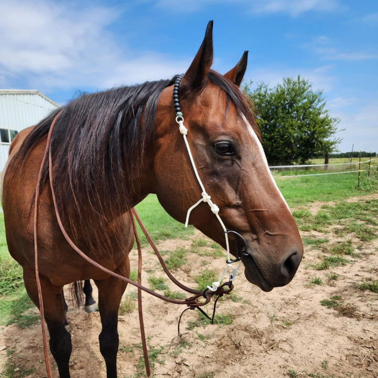 Horse Training Gear